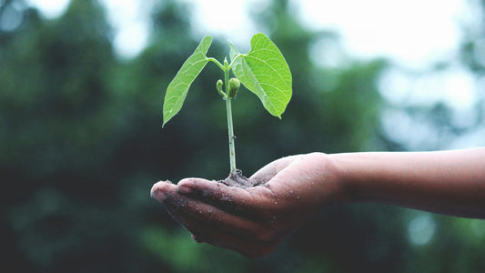 Green plant being held in someones hands.