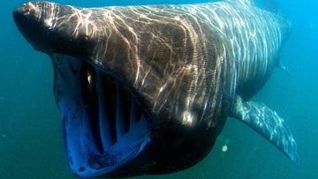 Basking Shark with mouth open feeding